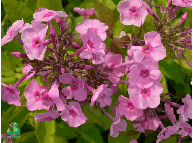 Phlox paniculata   'Junior Bouquet'